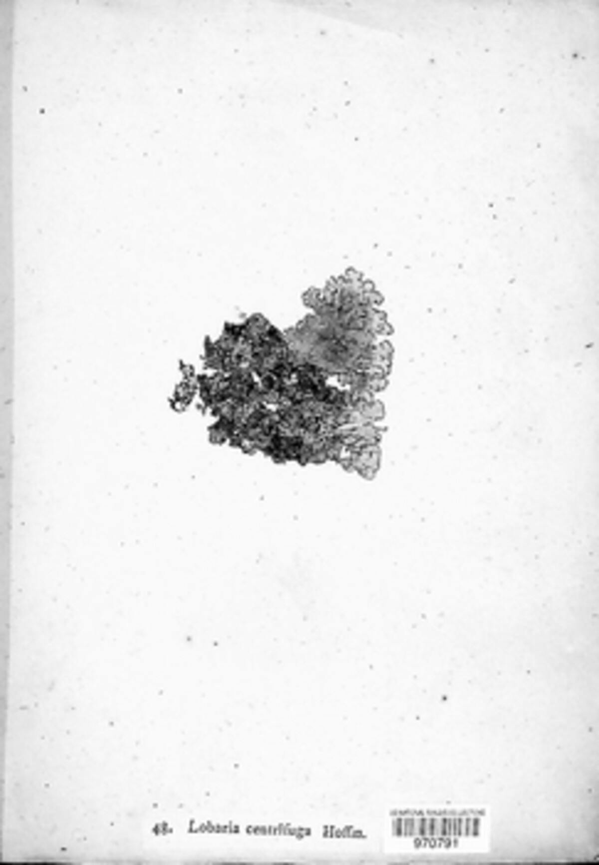 Lobaria centrifuga image